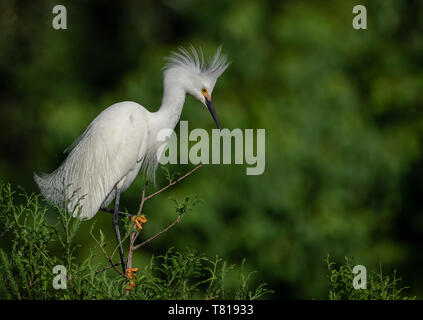 Snowy Garzetta in Florida Foto Stock