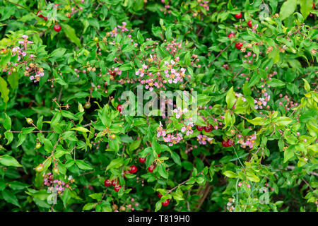 Barbados cherry a.k.a. wild crapemyrtle a.k.a. acerola (Malpighia glabra) con fiori di colore rosa e bacche rosse - Davie, Florida, Stati Uniti d'America Foto Stock