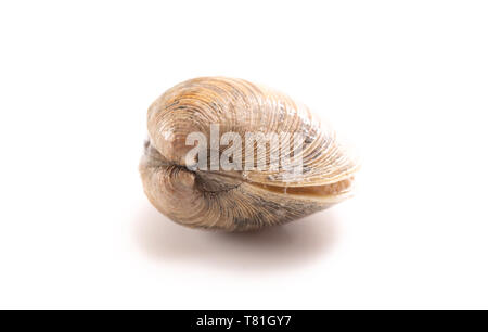 Vongole isolato su uno sfondo bianco Foto Stock