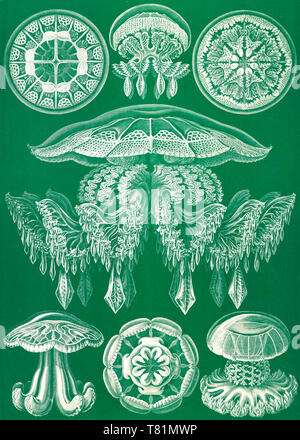 Ernst Haeckel, Discomedusae, Medusa Foto Stock