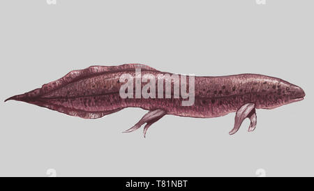Lungfish, illustrazione Foto Stock