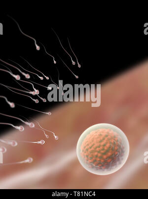 Sperma e uova, illustrazione Foto Stock