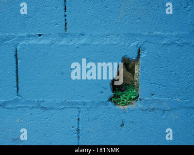 Muro di mattoni dipinto di blu con piante in un foro in una scuola vicino alla città di jardín Colombia background Foto Stock