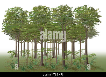 La temperata foresta caduca strati, illustrazione Foto Stock