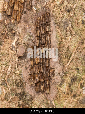 Avvistato Lanternfly uova Foto Stock