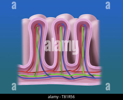 Villi intestinali, illustrazione Foto Stock