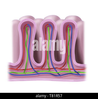 Villi intestinali, illustrazione Foto Stock