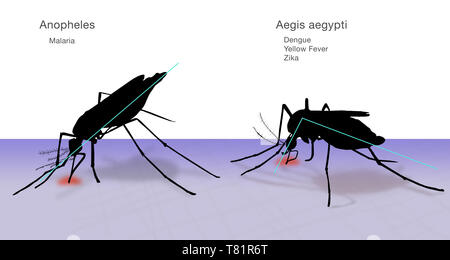 Confronto di Anopheles e Aedes aegypti zanzare, illustrazione Foto Stock