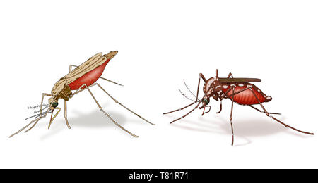 Confronto di Anopheles e Aedes aegypti zanzare, illustrazione Foto Stock