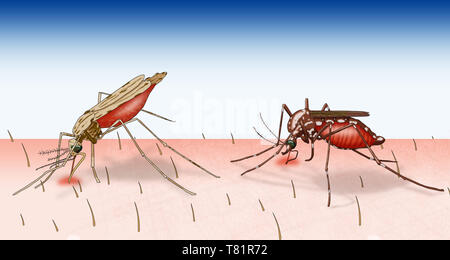 Confronto di Anopheles e Aedes aegypti zanzare, illustrazione Foto Stock