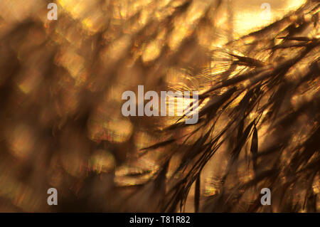 Impostazione sun intravisto attraverso ance (Phragmites communis) a Steart, Bridgwater Bay NNR, Somerset Foto Stock