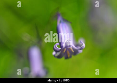 Ho fotografato questo Bluebell (Hyacinthoides non scripta) in Grove di legno in Bristol vicino a casa mia con una lente da 50 mm e il tubo della prolunga. Foto Stock