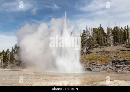 Grand Geyser, Yellowstone Foto Stock