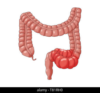 Stitico Colon, illustrazione Foto Stock