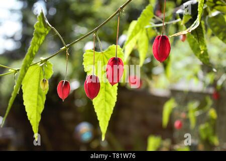 Il rosso del calice di un tallonamento (Abutilon Abutilon Megapotamicum) proprio pochi giorni prima che fioriscono per rivelare i loro petali gialli. Foto Stock