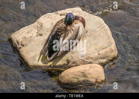 Mallard prende un pisolino Foto Stock