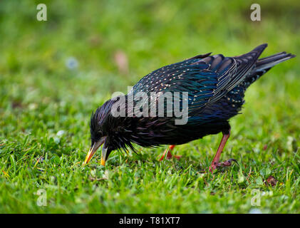 Molla, Starling (Sturnus vulgaris), in un bellissimo colore di accoppiamento, separa l'erba con il suo becco in cerca di cibo sul taglio fresco prato. La Polonia ho Foto Stock