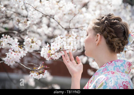 Fiori di Ciliegio in Kyoto Gion Foto Stock