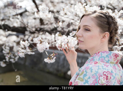 Fiori di Ciliegio in Kyoto Gion Foto Stock