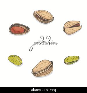 Pistacchi isolato su uno sfondo bianco. Illustrazione di vettore per il tuo design Illustrazione Vettoriale