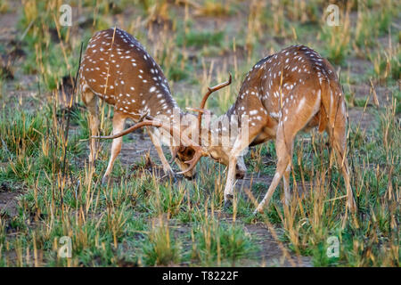 Avvistato cervi o chital (asse asse) stags combattimenti nella stagione della riproduzione, Satpura riserva della tigre (Satpura Parco Nazionale), Madhya Pradesh, India centrale Foto Stock