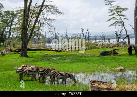 Zebre bere sul lago Nakuru in Kenia Foto Stock