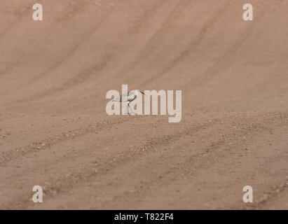 Curlew sul campo di seminativi, Angus, Scozia, Regno Unito, Foto Stock