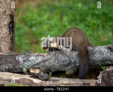 Martora, Highlands scozzesi, Scotland, Regno Unito Foto Stock