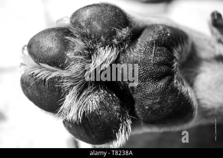 Zampa del cane B/W Foto Stock