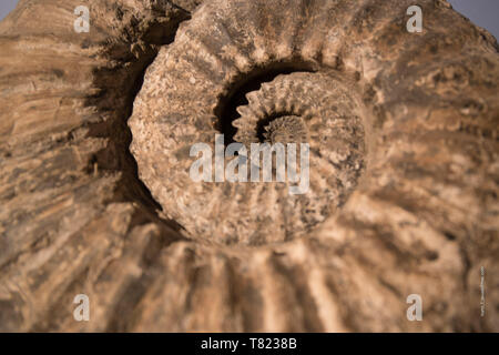 Fossile pattern di fibonacci Foto Stock