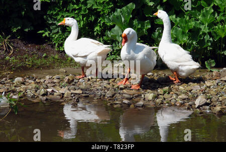 Oche domestiche (Anser anser domesticus) vicino al laghetto su un bel giorno di estate Foto Stock