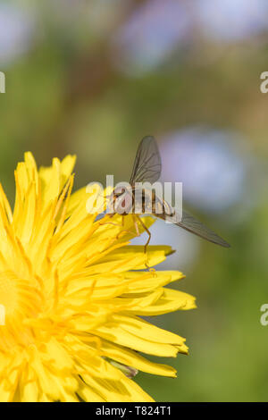 Hoverfly 'Syrphidae' su un fiore di tarassaco, England, Regno Unito Foto Stock