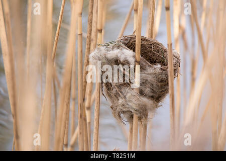 Eurasian Reed nidificano Capinere in un letto di reed. Foto Stock