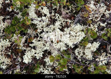 Cladonia rangiferina, noto come licheni delle renne. Parco nazionale di Jotunheimen, Norvegia. Foto Stock