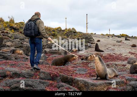 Francia, Oceano Indiano, Terre australi e antartiche francesi, Amsterdam isola, durante la camminata dell'isola, si deve avere cura di mantenere sub antartiche guarnizioni di pelliccia di distanza con un bastone (Arctocephalus tropicalis) Foto Stock