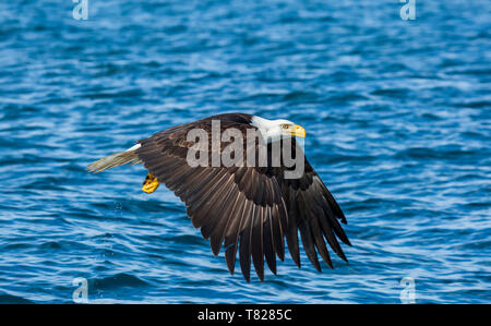 Aquila calva battenti e la pesca nei pressi di Homer Alaska Foto Stock