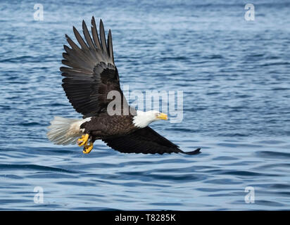 Aquila calva battenti e la pesca nei pressi di Homer Alaska Foto Stock