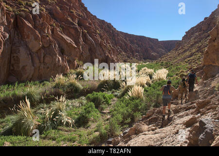 Trekking attraverso la riserva Puritama, San Pedro de Atacama, Cile Foto Stock