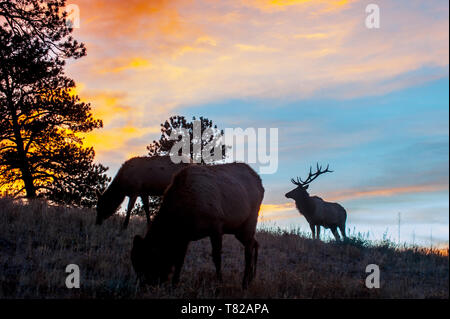 Stagliano maschio Bull Elk all'alba con due femaes in primo piano Foto Stock