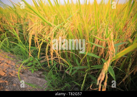 Pieno di riso coltivate. campo di riso di close-up. strada sterrata sentiero per il controllo della zona agricola. pronto per la mietitura del riso in un campo di risone in regioni tropicali Foto Stock