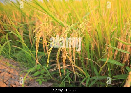 Pieno di riso coltivate. campo di riso di close-up. strada sterrata sentiero per il controllo della zona agricola. pronto per la mietitura del riso in un campo di risone in regioni tropicali Foto Stock