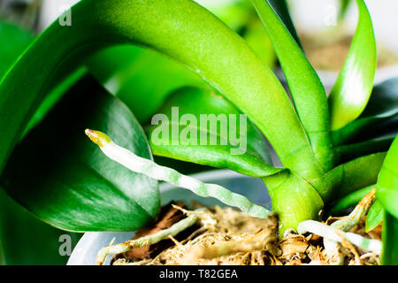 Orchid cresce nuovi giovani radici. Close up radici nella fase attiva di crescita Foto Stock