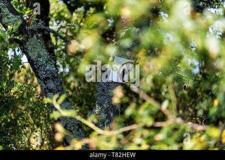 Francia, Drome, Vercors, Diois, Saillans, riserva naturale di Grand Barry Foto Stock