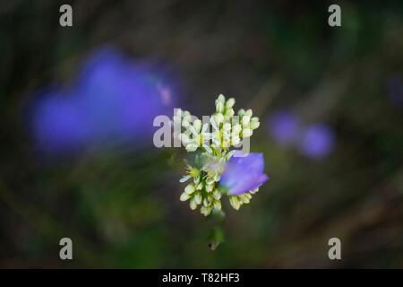 Francia, Drome, Vercors, Diois, Saillans, riserva naturale di Grand Barry Foto Stock