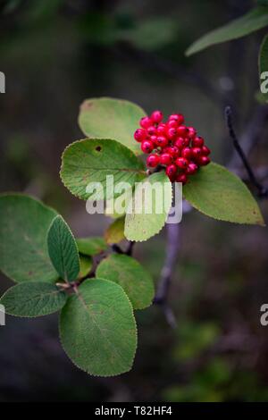 Francia, Drome, Vercors, Diois, Saillans, riserva naturale di Grand Barry Foto Stock