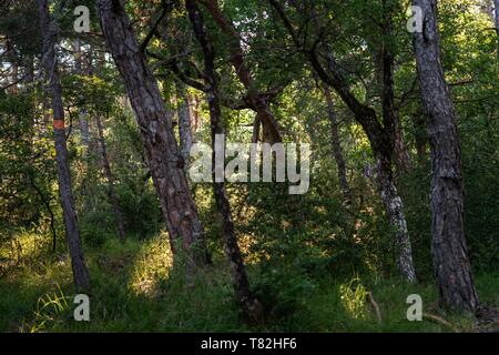 Francia, Drome, Vercors, Diois, Saillans, riserva naturale di Grand Barry Foto Stock