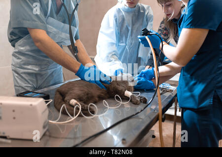 Gatto sotto anestesia generale sul tavolo operatorio. La chirurgia di Pet. Foto Stock