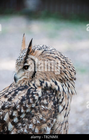 Gufo reale a Boschi Turbary Owl & Bird Sanctuary Foto Stock