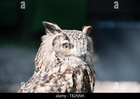 Gufo reale a Boschi Turbary Owl & Bird Sanctuary Foto Stock