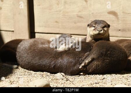 Lontre dormire in un zoo in Italia Foto Stock